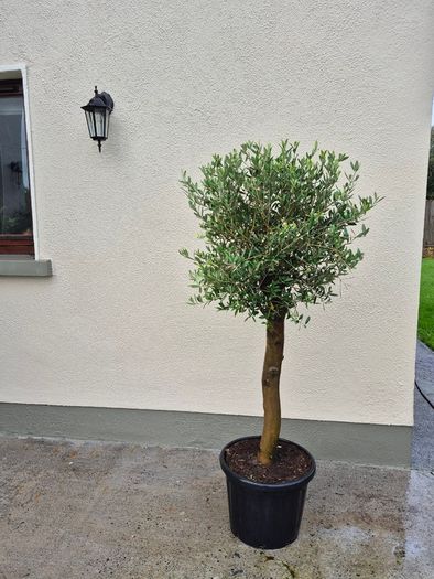 Olive tree, extra large 45cm pot / 1 available