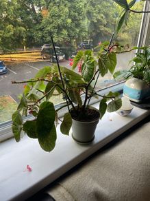 Begonia houseplant