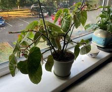 Begonia houseplant