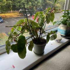 Begonia houseplant