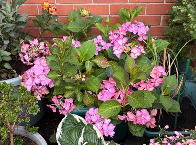 Hydrangea French Can Can doing well in 2nd summer in pot