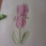 iris flower Image 3