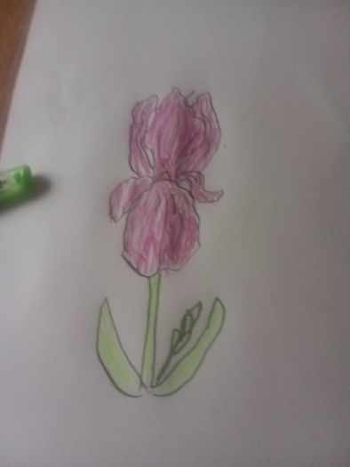 iris flower