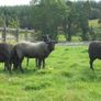 Black Sheep , Hoggets . Breeding Sheep . Image 4