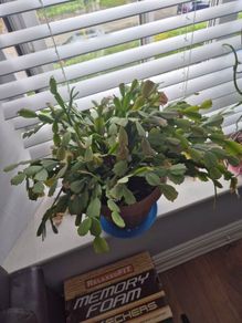 House plants