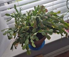 House plants