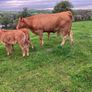 Incalf Heifers for sale Image 8