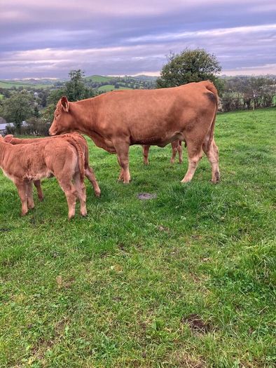 Incalf Heifers for sale