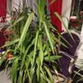 yucca large houseplant Image 3
