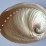 Large shell, Home decor, Trinket dish, Display, Ornament,Gift Image 3