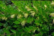 Lonicera pileata Honeysuckle Plant