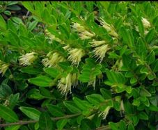 Lonicera pileata Honeysuckle Plant