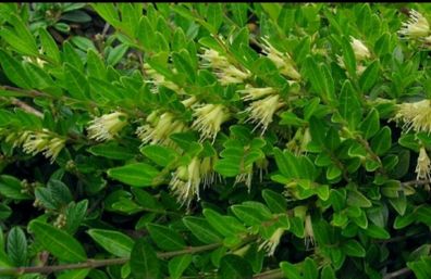 Lonicera pileata Honeysuckle Plant