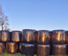 Silage Bales  for Sale