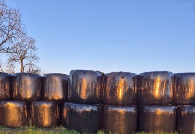 Silage Bales  for Sale