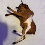 Vintage Taxidermy Miniture Brahma Bull Image 2