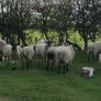 22 Mule Hoggets Image 4