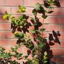 Hypericum, ST John's Worth shrub/bush Image 4