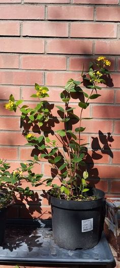 Hypericum, ST John's Worth shrub/bush