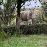 Cheviot ram Image 3