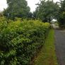 Portugeuse Laurel Hedging Image 4