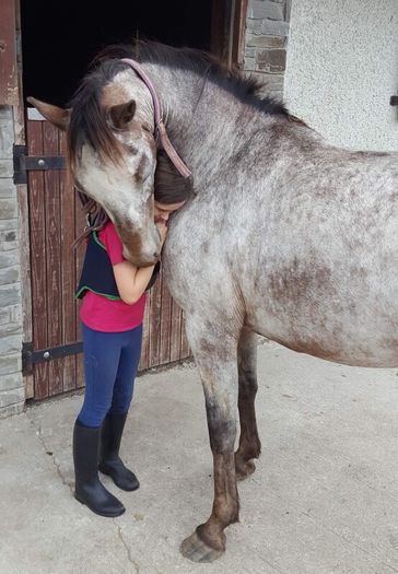Pony for lease at livery yard
