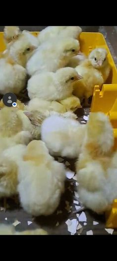 Organic La Bresse Chicks