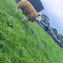 Texel  ram lamb Image 10