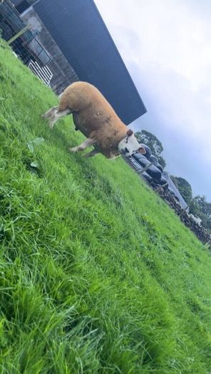 Texel  ram lamb