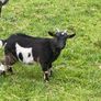 Pet pygmy kid goats Image 2