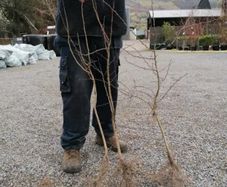 Whitethorn Quicks