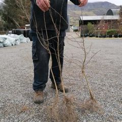 Whitethorn Quicks