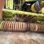 Claas Rollant 250 Roto Cut Round Baler Image 5