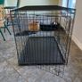 Dog Image 2