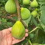 Desert King Fig Tree Image 5