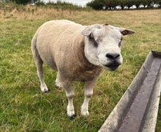 Pedigree Beltex and Routex Rams