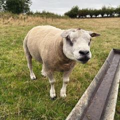 Pedigree Beltex and Routex Rams