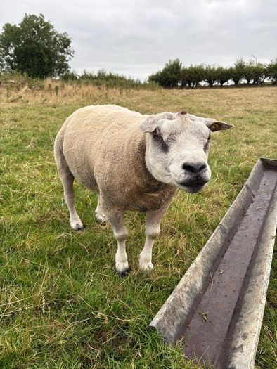 Pedigree Beltex and Routex Rams