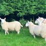 Cheviot Ewe Lambs Image 3