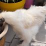 silkie roaster Image 9