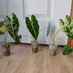 alocasia frydek baby plant