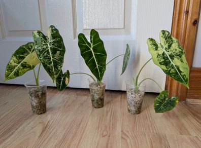 alocasia frydek baby plant