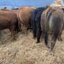 6 Super Bulls Image 6