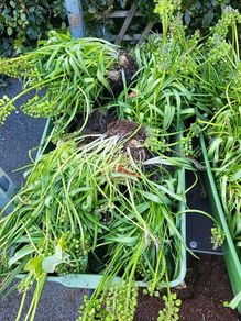 Muscari clumps