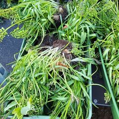 Muscari clumps