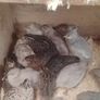 Coturnix Quail wide variety of Colours Image 5