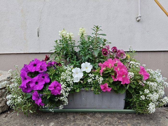 Window box
