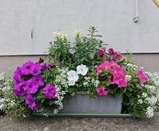 Window box