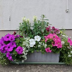 Window box
