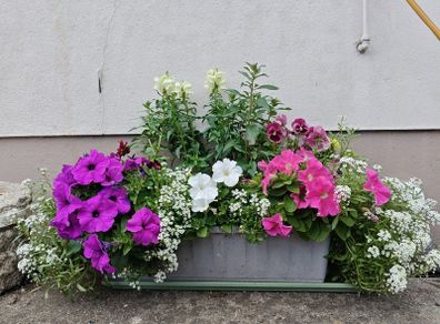 Window box